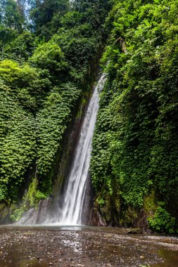 Bali, Endonezya ormanlarında Terjun Munduk Şelalesi