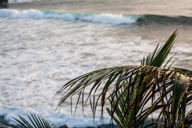 Arka planda palmiye yaprakları ve deniz dalgaları var. Ön plana odaklan.