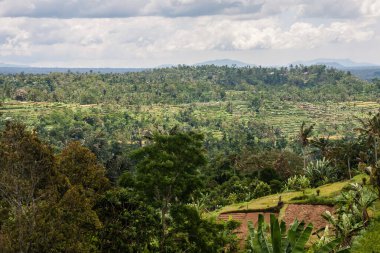Endonezya 'daki Bali Adası' nda tarımsal tarlalar.
