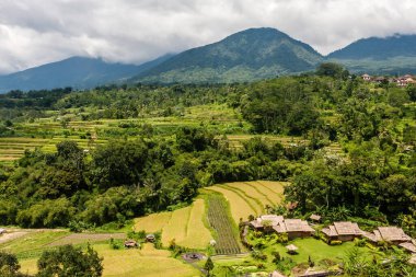 Endonezya 'daki Bali Adası' nda tarımsal tarlalar.