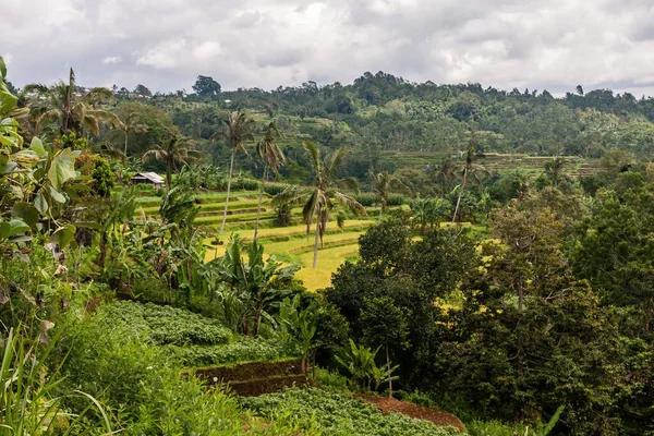 Terrassen Landbouwvelden Bali Island Indonesië — Stockfoto