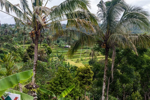 Terrassen Landbouwvelden Kokospalmen Voorgrond Bali Island Indonesië — Stockfoto