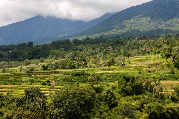 Terrassen Landbouwvelden Bali Island Indonesië — Stockfoto