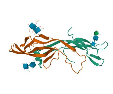 Karbonhidrat molekülleri gösterilen rekombinant insan folikül uyarıcı hormonu, heterodimer dörtlü yapının 3D modeli, zincir A ve B, çizgi film modeli, beyaz arkaplan