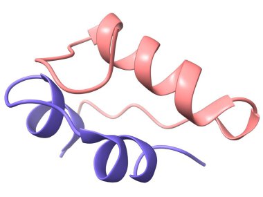 Rekombinant insan insülin dörtlü yapı zincirleri A ve B 'nin üç boyutlu modeli, beyaz arka plan, kurdele modeli.