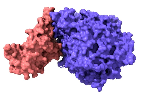 Structure Novel Coronavirus Spike Receptor Binding Domain Pink Complexed Its — Stock Photo, Image