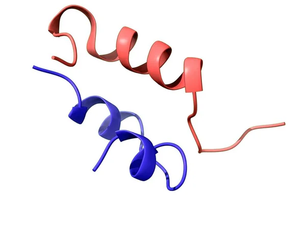 Insulina Bydlęca Model Heterodimerowej Struktury Czwartorzędowej Łańcuchy Białe Tło Model — Zdjęcie stockowe