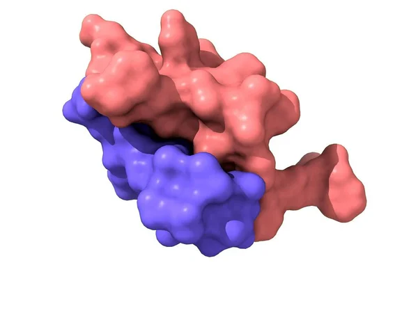 Bovine Insulin Model Heterodimer Quaternary Structure Chains Surface Filled Model — Stock Photo, Image