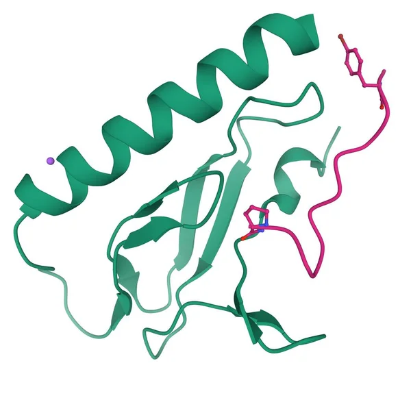 Crystal structure of the human calcitonin receptor ectodomain (green) in complex with a truncated salmon calcitonin analog (pink), 3D cartoon model isolated, white background