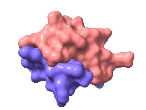 Rekombinant Insan Insülin Zincirlerinin Modeli Dörtlü Yapı Beyaz Arkaplan Yüzey — Stok fotoğraf