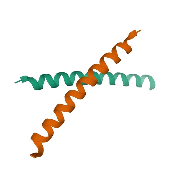 Estrutura Cristal Homodímero Humano Hormona Paratireoide Modelo Dos Desenhos Animados — Fotografia de Stock