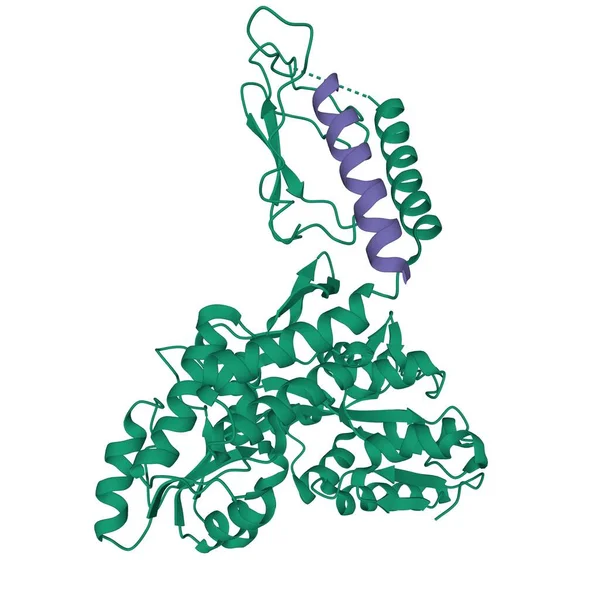 人甲状旁腺激素 的结构及其G蛋白偶联受体Pth1R 3D卡通模型 白色背景的细胞外结构特征 — 图库照片