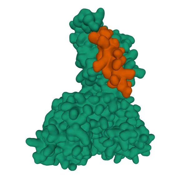 Structure Human Parathyroid Hormone Brown Complex Extracellular Domain Its Protein — Stock Photo, Image