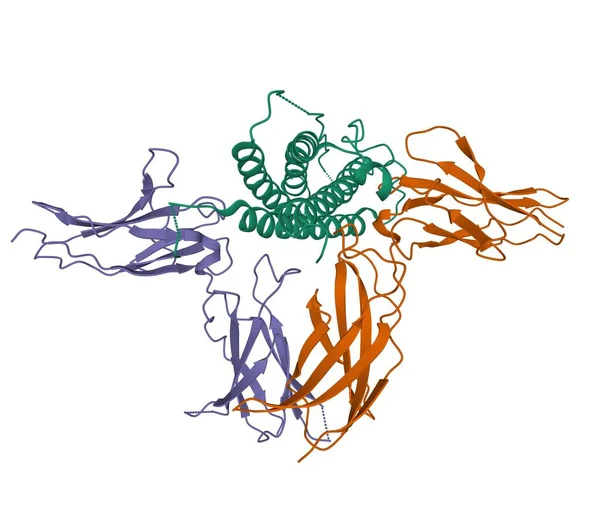 Estrutura Hormona Humana Prolactina Verde Complexada Com Seu Receptor Heterodímero — Fotografia de Stock