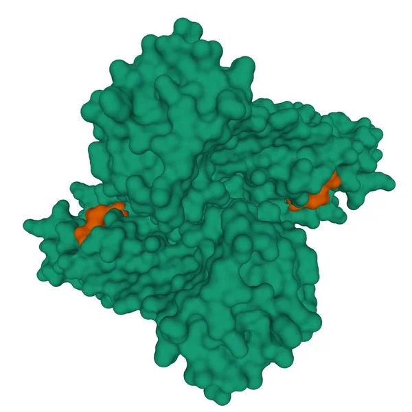 Struktur Der Sars Cov Covid Hauptprotease Grün Komplex Mit Zwei — Stockfoto