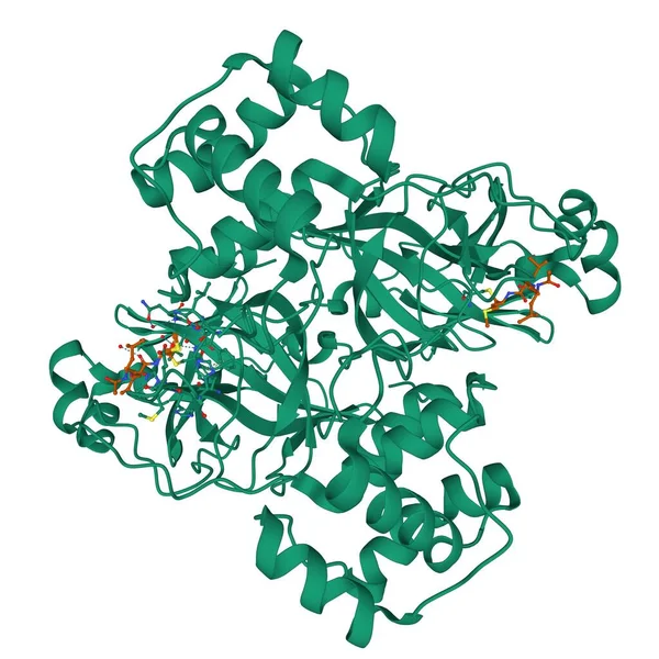 Sars Cov Covid 主蛋白酶 与Uaw241缓蚀剂 两种分子的复合结构 3D卡通模型分离 白色背景 — 图库照片