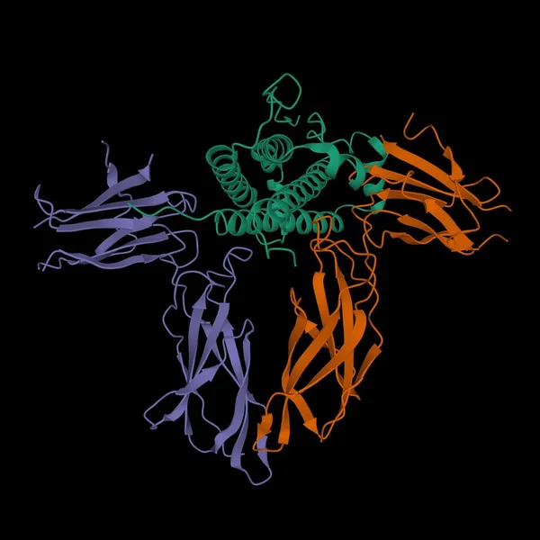 Modèle Dessin Animé Hormone Croissance Humaine Verte Interagissant Avec Domaine — Photo