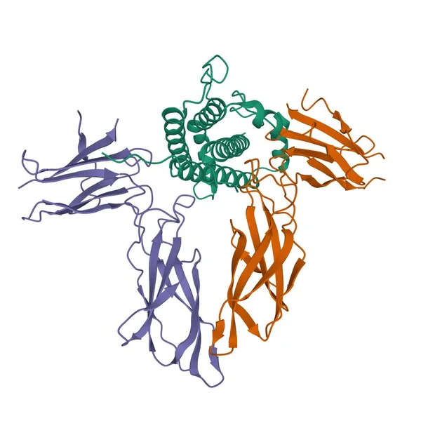 人体生长激素 与感受器 紫褐色 细胞外结构域相互作用的三维卡通模型 白色背景 — 图库照片