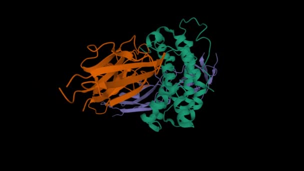 Dynamic Cartoon Model Human Growth Hormone Green Interacting Extracellular Domain — Video