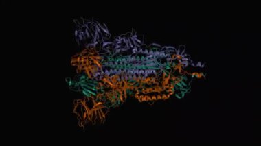 SARS-CoV-2 dikenli glikoprotein homotrimer, dinamik 3D karikatür modeli, siyah arkaplan