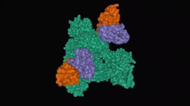S309中和抗体と複合体中のSasr Cov 2スパイク糖タンパク質ホモトリマー の構造ファブフラグメントホモジマー 茶色と紫 動的3D表面モデル 黒の背景 — ストック動画