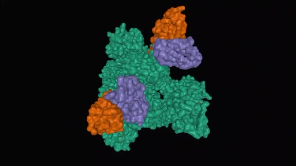 Estructura Del Homotrímero Glicoproteína Espiga Sars Cov Verde Complejo Con — Vídeos de Stock