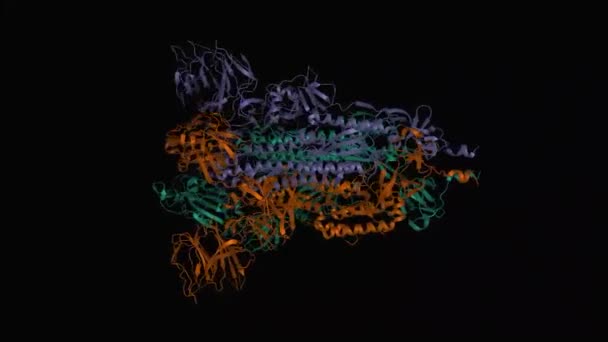 Sars Cov 2スパイク糖タンパク質ホモトリマーの構造 動的3D漫画モデル 黒の背景 — ストック動画