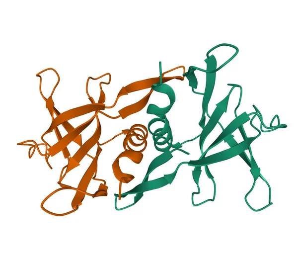 Estrutura Homodímero Proteína Sars Nsp9 Modelo Desenho Animado Fundo Branco — Fotografia de Stock