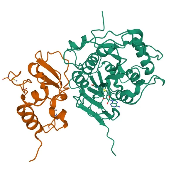 Crystal structure of SARS-CoV-2 nsp16 (green)-nsp10 (brown)-ligand (ball-and-stick) complex, 3D cartoon model, white background
