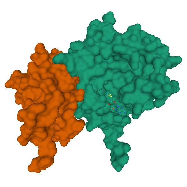 Crystal structure of SARS-CoV-2 nsp16 (green)-nsp10 (brown)-ligand (ball-and-stick) complex, 3D surface model, white background