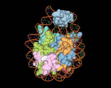 Kristal kromatosom yapısı, DNA-histone kompleksi, 3D birleşik yüzey ve çizgi film modeli, siyah arkaplan