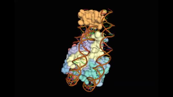 Křišťálová Struktura Chromatozomu Dna Histonový Komplex Dynamický Kombinovaný Povrch Kreslený — Stock video