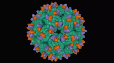 Dang virüsünün insan antikor (kahverengi ve mor) kompleksli kriyo-EM yapısı, animasyon 3D Gauss yüzey modeli, siyah arkaplan