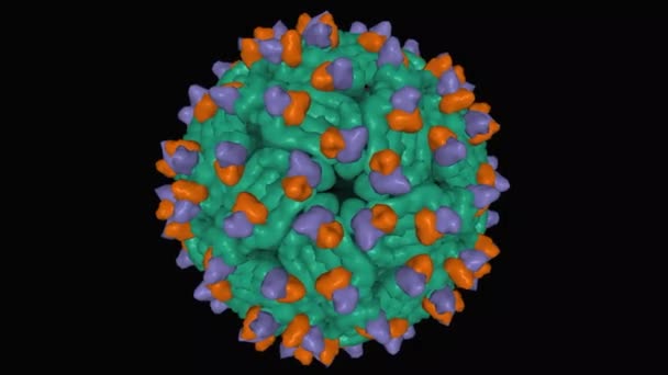 Cryo Structuur Van Dengue Virus Stam Groen Gecomplexeerd Met Humaan — Stockvideo