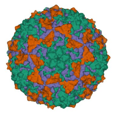 Coxsackievirus A24v 'in yüksek çözünürlüklü kristal yapısı, 3 boyutlu Gaussian yüzey modeli, beyaz arka plan. Farklı renkler farklı kapsül proteinlere karşılık gelir.