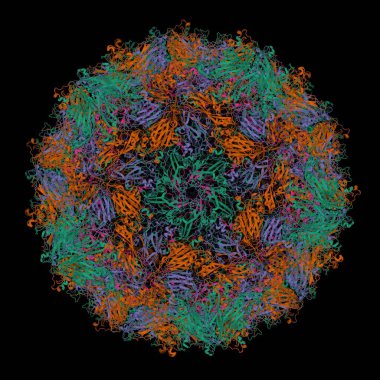 Coxsackievirus A24v 'in yüksek çözünürlüklü kristal yapısı, 3D karikatür modeli, siyah arkaplan. Farklı renkler farklı kapsül proteinlere karşılık gelir.