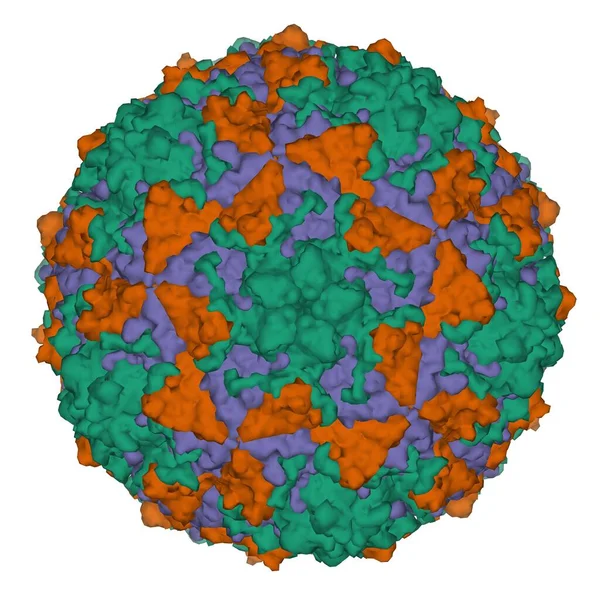 High-resolution crystal structure of Coxsackievirus A24v, 3D Gaussian surface model, white background. Different colors correspond to the different capsid proteins.