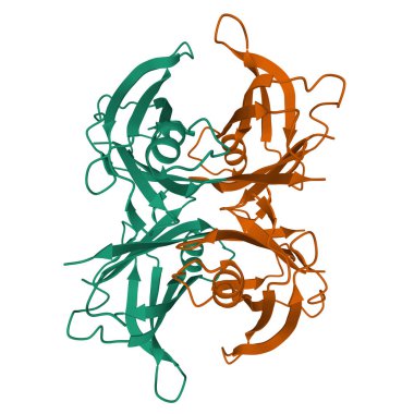 Yabani tip insan transtiretini (TTR), homodimer izole edilmiş, beyaz arkaplan 3D kurdele modeli