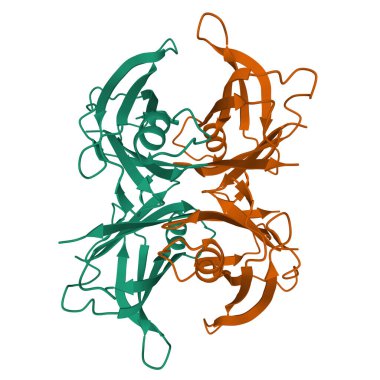Wild type human transthyretin (TTR), a 3D ribbon model of the homodimer isolated, white background clipart