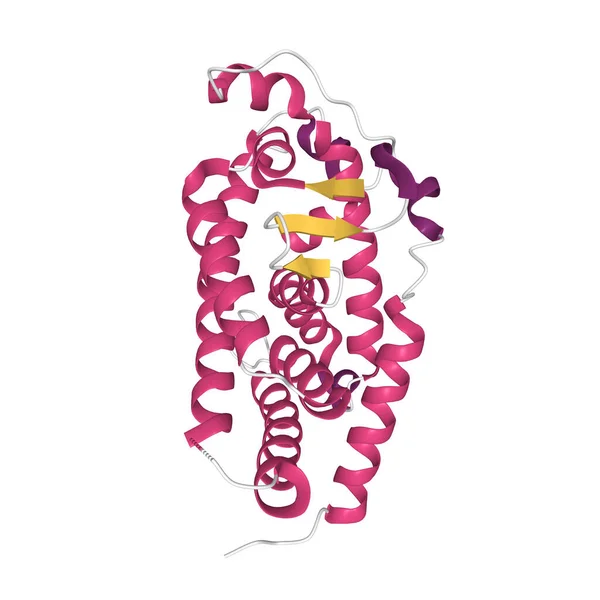 Tertiäre Struktur Des Menschlichen Vitamin Rezeptors Mit Den Unterschiedlich Gefärbten — Stockfoto