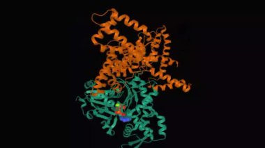 D vitamini yapısının animasyon modeli - iskelet aktin (yeşil) ve ATP molekülü, 3D karikatür modeli, siyah arkaplan ile kompleks içinde bağlayıcı protein (kahverengi)