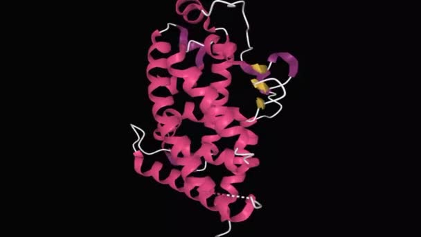 Geanimeerd Model Van Tertiaire Structuur Van Menselijke Vitamine Receptor Met — Stockvideo