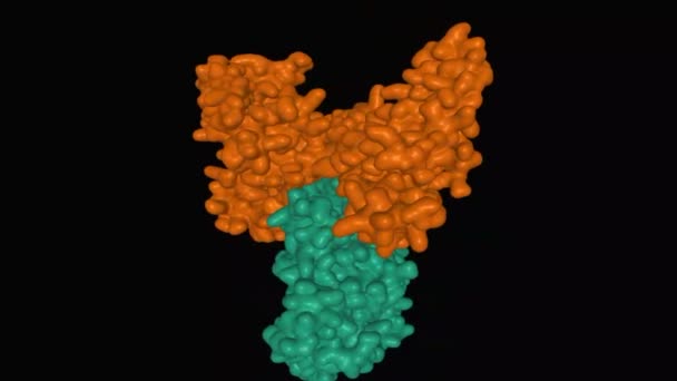 Modelo Animado Vitamina Humana Proteína Unión Marrón Complejo Con Actina — Vídeos de Stock