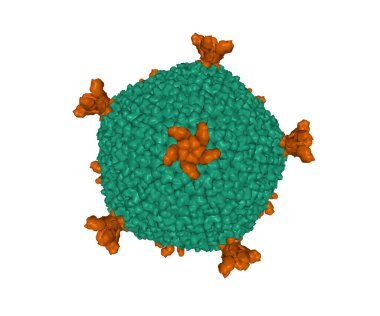 Tüm lipid içeren bakteriyofaj PM2 'nin yapısı, 3 boyutlu yüzey modeli izole edilmiş, beyaz arkaplan