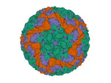 Ayak ve Ağız Hastalığı Virüsü A22 Serotype, 3 boyutlu yüzey modeli, beyaz arkaplan. Farklı kapsül proteinler farklı renklerde olur..