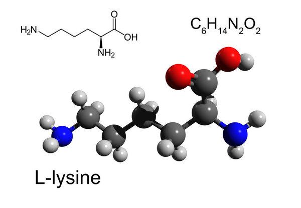 Chemical formula, structural formula and 3D ball-and-stick model of L-lysine, an essential amino acid, white background