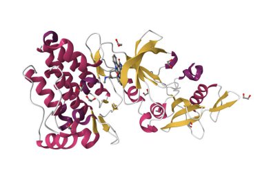 İnsan Feline Sarkomu Viral Onkogen Homologu 'nun (V-FES) kristal yapısı. 3D karikatür modeli, pdb 3bkb, ikincil yapı renk şeması, beyaz arkaplan.