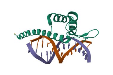 M-CAT DNA 'lı Kristal Transkripsiyon faktörü TEAD4. 3D karikatür modeli, pdb 5gzb, beyaz arkaplan.
