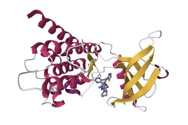 İnhibitörlü Ros1 kinaz. 3D karikatür modeli, pdb 7z5w, ikincil yapı renk şeması, beyaz arkaplan.