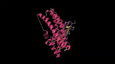 Proto-onkogen Vav1 allosterik inhibitör tarafından engellendi. Canlandırılmış 3D çizgi film modeli, pdb 6nfa, ikincil yapı renk şeması, siyah arkaplan.